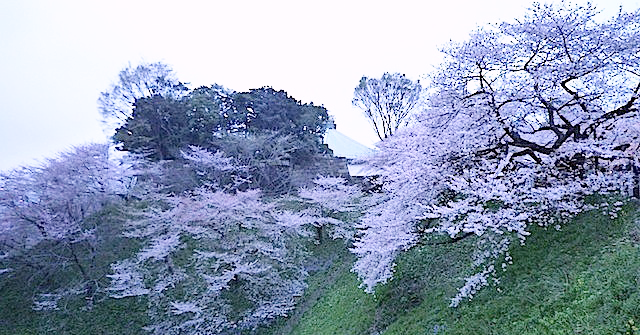 日本武道館の桜