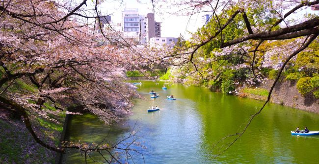 お花見散歩