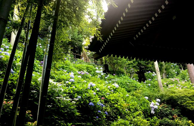 鎌倉の長谷寺の紫陽花を取った写真