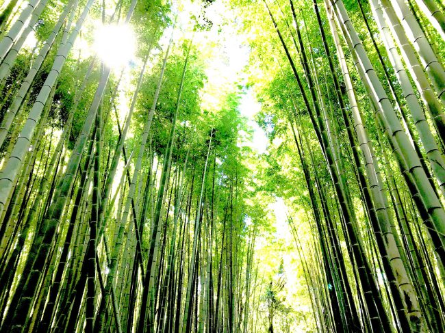 京都嵯峨野の竹林の小径の写真