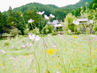 大原三千院へ向かう風景の写真