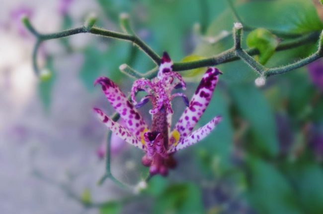 ホトトギスの花にピントを合わせバックをぼかした写真