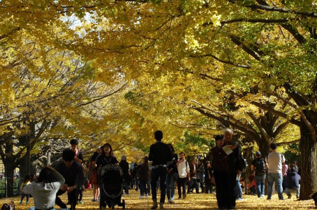 国営昭和記念公園のイチョウ並木