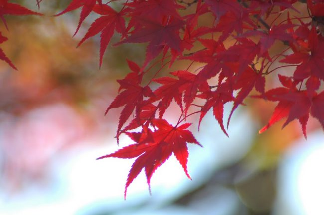 紅葉したモミジを撮った写真