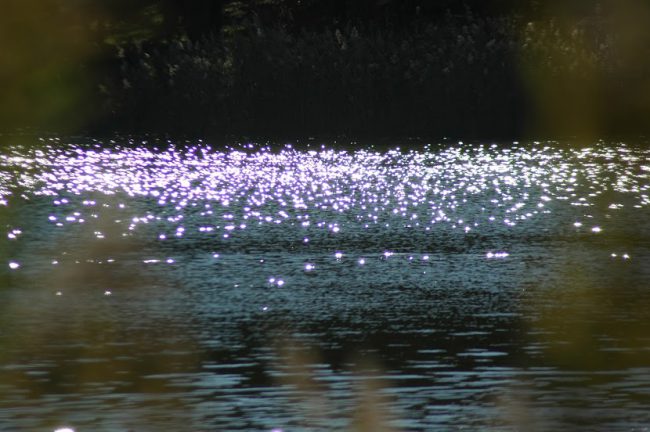 水面がキラキラと輝いている様子を撮った写真