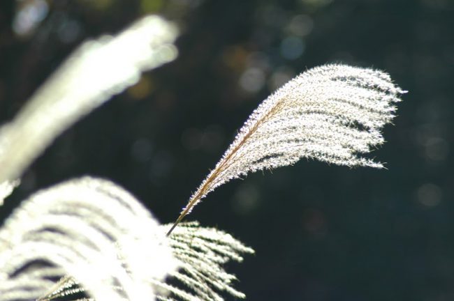 ススキの穂を撮った写真