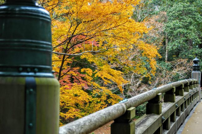 宇治橋から紅葉を撮った写真