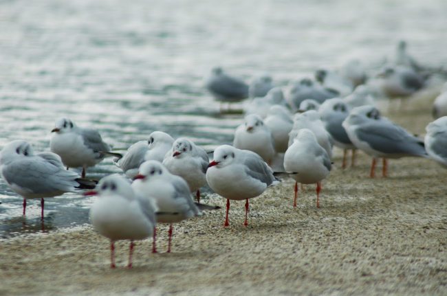 海岸縁にカモメが沢山いる様子