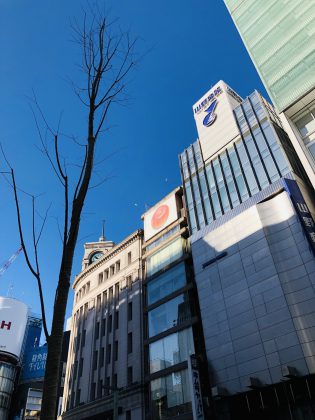 銀座中央通の街路樹が植え替えられています。