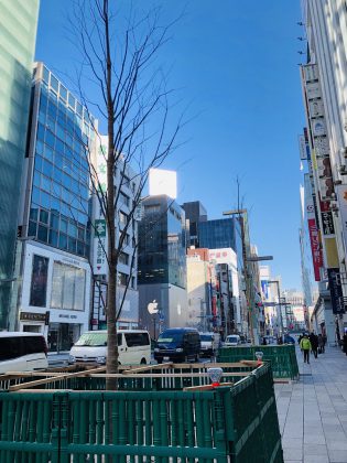 銀座の街路樹の植え替え。