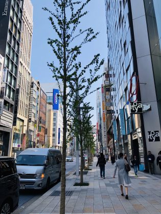 銀座大通りの街路樹が新しくなりました。