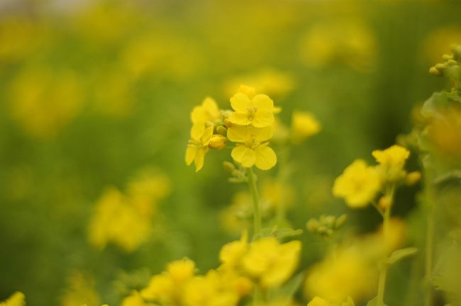 菜の花