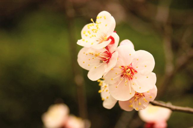 梅の花のアップの写真