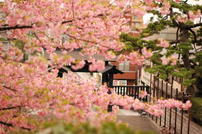 池上本門寺に咲く河津桜の花を境内に上る階段から撮った写真