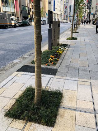 銀座通りの街路樹の植え替え終わりました。