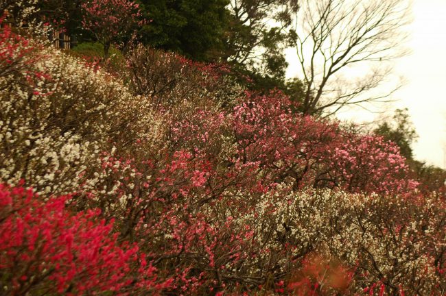 池上梅園の梅を広角で撮った写真