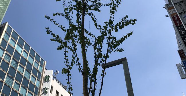 銀座通りの街路樹