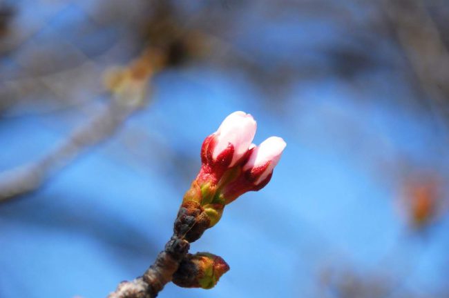 小石川植物園のソメイヨシノの花が今にも開花しそうな蕾の写真