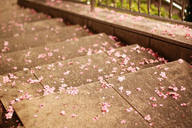 池上本門寺の河津桜が散った花びら