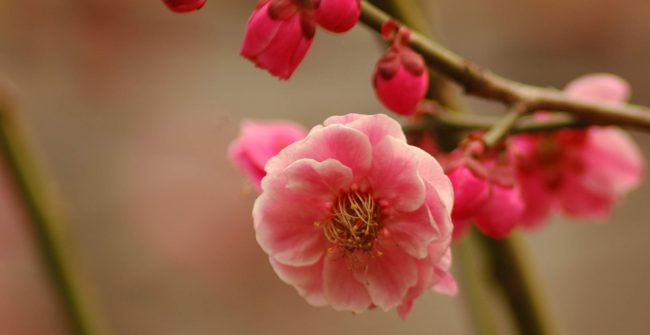 池上梅園