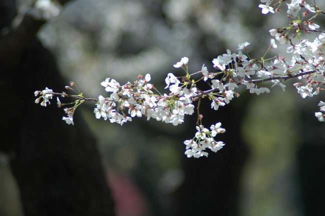 一本の桜の枝の写真