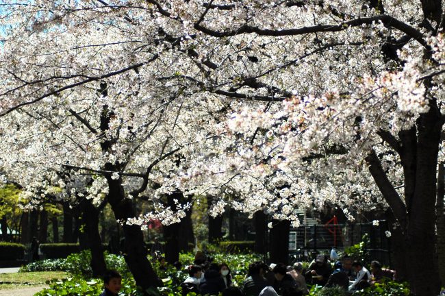 桜の木下で花見をしている写真