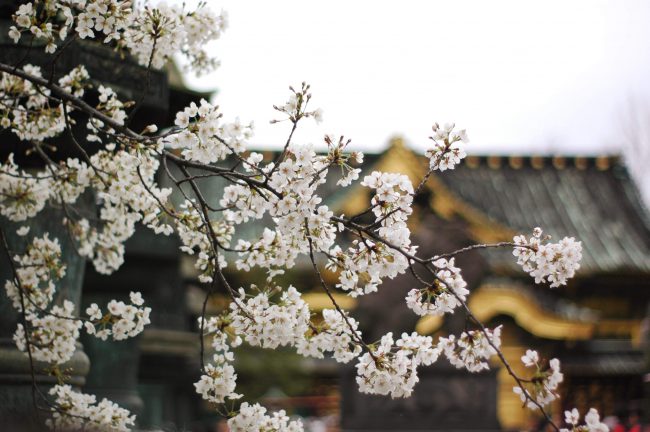 上野東照宮をバックにした桜の写真