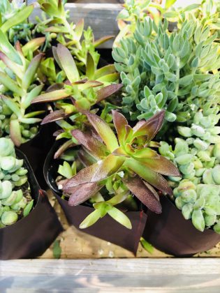 フラワーショップに並んだ多肉植物たち。