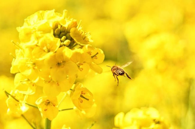 菜の花にミツバチが留まろうとしている所の写真