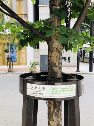 銀座並木通りの樹木はシナノキです。