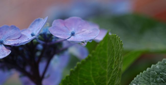 雨ですが。