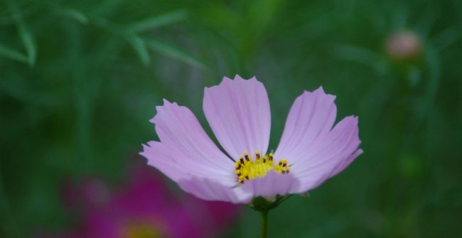 秋桜