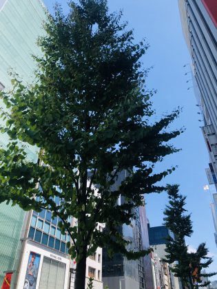 銀座中央通りの街路樹が育っております。