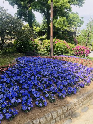 日比谷公園のエントランスの植え込みがきれい。