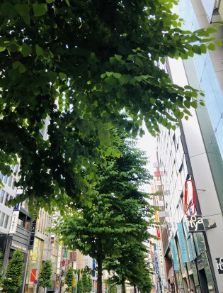 街路樹の成長が楽しみです。