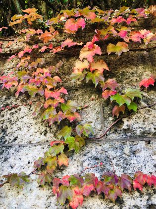 石垣に紅葉した葉が美しい。
