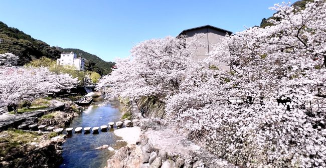 満開の桜を愛でる