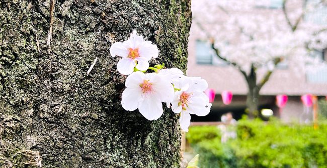 桜 満 開 🌸