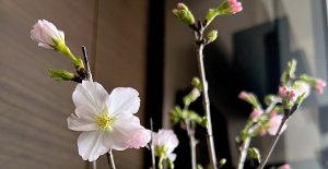 おうち花見