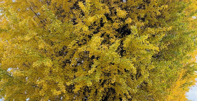 冬の前の華やかさ。