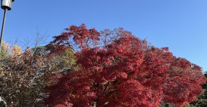 紅葉を愛でる。